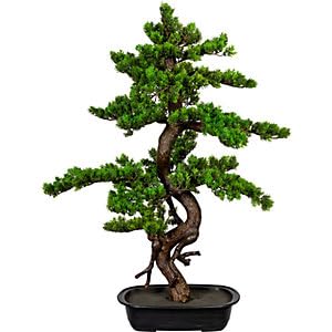 kaiserkraft | Bonsai Myrte | Höhe ca 850 mm | in Kunststoffschale